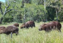 PUBLICADO EN REVISTA INTERNACIONAL Identifican el rol clave de carpinchos para sostener la diversidad vegetal en ecosistemas de sabanas de Corrientes