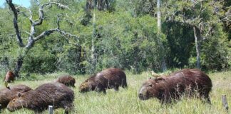 PUBLICADO EN REVISTA INTERNACIONAL Identifican el rol clave de carpinchos para sostener la diversidad vegetal en ecosistemas de sabanas de Corrientes