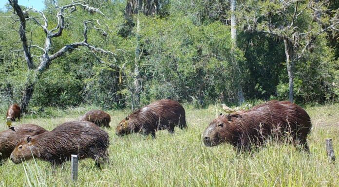 PUBLICADO EN REVISTA INTERNACIONAL Identifican el rol clave de carpinchos para sostener la diversidad vegetal en ecosistemas de sabanas de Corrientes