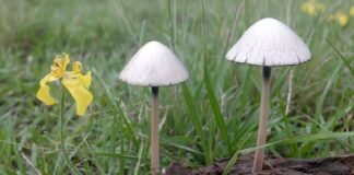 Nuevos Conocimientos La diversidad de macrohongos asociados al ganado vacuno daría una pauta sobre el estado del ecosistema regional