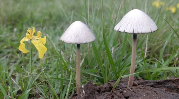 Nuevos Conocimientos La diversidad de macrohongos asociados al ganado vacuno daría una pauta sobre el estado del ecosistema regional