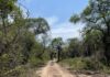 Primer estudio de hormigas del Parque Nacional El Impenetrable aportó nuevas especies para Chaco y el país