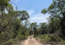 Primer estudio de hormigas del Parque Nacional El Impenetrable aportó nuevas especies para Chaco y el país