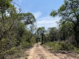 Primer estudio de hormigas del Parque Nacional El Impenetrable aportó nuevas especies para Chaco y el país