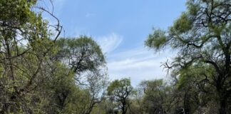 REGIÓN DEL CHACO SECO Primer estudio de hormigas del Parque Nacional El Impenetrable aportó nuevas especies para Chaco y el país