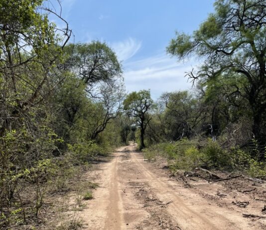 Primer estudio de hormigas del Parque Nacional El Impenetrable aportó nuevas especies para Chaco y el país