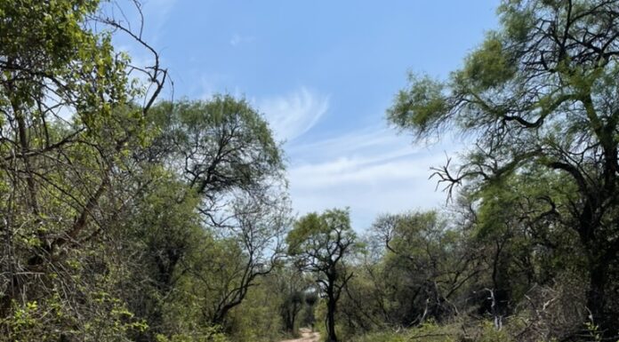 REGIÓN DEL CHACO SECO Primer estudio de hormigas del Parque Nacional El Impenetrable aportó nuevas especies para Chaco y el país
