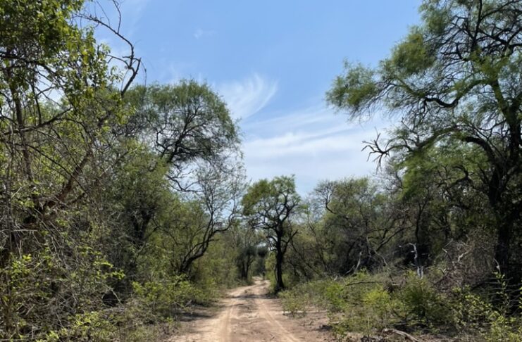 Primer estudio de hormigas del Parque Nacional El Impenetrable aportó nuevas especies para Chaco y el país