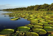 Posgrado Los Humedales desde los ODS: Teoría y Práctica desde el Iberá