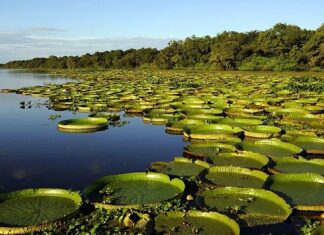 Posgrado Los Humedales desde los ODS: Teoría y Práctica desde el Iberá