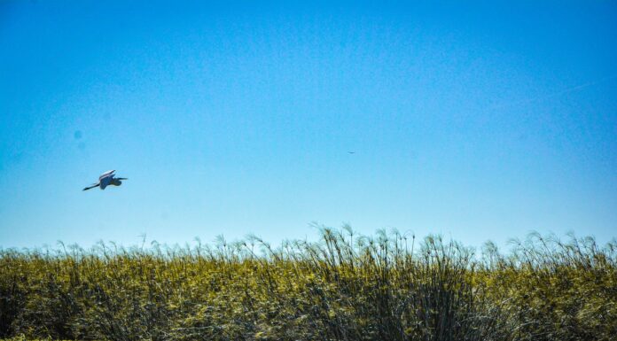 LA UNNE ES LA ÚNICA UNIVERSIDAD NACIONAL DEL PAÍS SELECCIONADA Un proyecto de FaCENA sobre Educación para el Desarrollo Sostenible fue premiado por la UNESCO