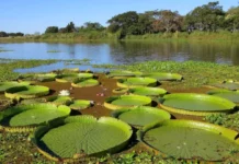 EN EL DÍA MUNDIAL Humedales: destacan la importancia de su conservación y manejo sostenible, para el sustento de la vida humana
