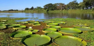 EN EL DÍA MUNDIAL Humedales: destacan la importancia de su conservación y manejo sostenible, para el sustento de la vida humana