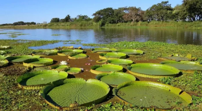 EN EL DÍA MUNDIAL Humedales: destacan la importancia de su conservación y manejo sostenible, para el sustento de la vida humana