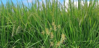 Arroz: con estudios sobre ecología de malezas, buscan aportar al manejo productivo sustentable