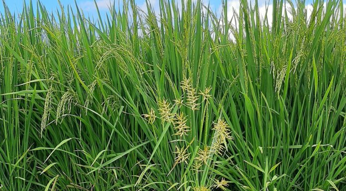 Arroz: con estudios sobre ecología de malezas, buscan aportar al manejo productivo sustentable