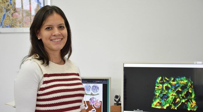 PUBLICACIÓN EN REVISTA INTERNACIONAL «Carbón del maní»: identifican el recorrido que hace dentro de la planta el principal hongo que afecta el cultivo en Argentina