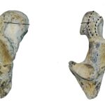 IMÁGENES DE RESTOS FOSILES DE CAUQUEN PATAGONICO