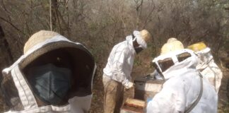 CIENCIA UNNE Caracterizan mieles del Chaco Húmedo y Seco según parámetros palinológicos y fisicoquímicos