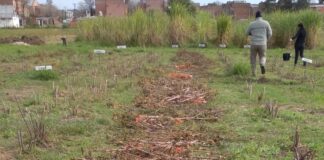 INFORMACIÓN CLAVE PARA EL CULTIVO Realizan la primera caracterización del «rastrojo» de la mandioca en Argentina