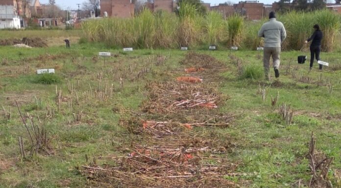 INFORMACIÓN CLAVE PARA EL CULTIVO Realizan la primera caracterización del «rastrojo» de la mandioca en Argentina