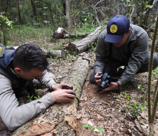 Avanza el registro de anfibios y reptiles del Parque Nacional «Laguna El Palmar»