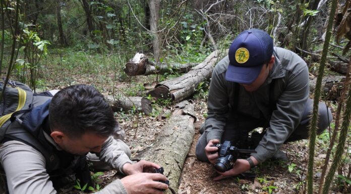 CON APORTES DESDE LA UNNE Avanza el registro de anfibios y reptiles del Parque Nacional «Laguna El Palmar»