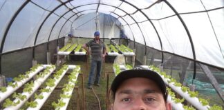 Comprueban factibilidad de recría de pacú en sistema acuapónico