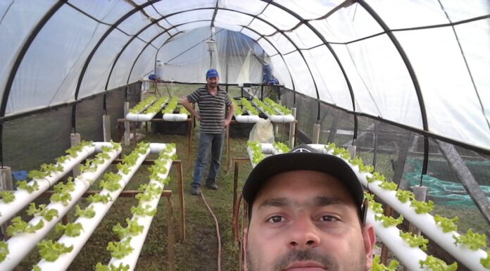 Comprueban factibilidad de recría de pacú en sistema acuapónico