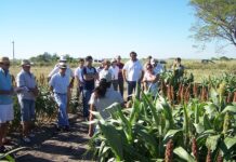IMPACTO ECONÓMICO Intervención al INTA: “Vamos a dejar de hacer lo que necesitan el país y los pequeños productores”