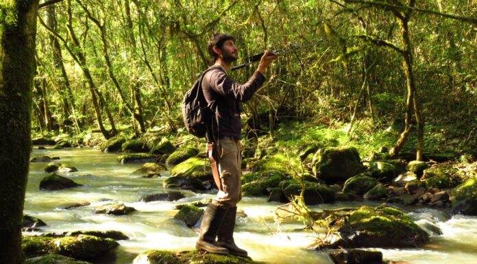 APOYO A LA INVESTIGACIÓN Investigador de la UNNE premiado por “Aves Argentinas” para estudiar al carpintero blanco en el NEA