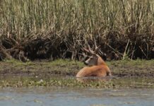 La UNNE será sede del IV Encuentro Nacional de Restauración Ecológica de Argentina en noviembre