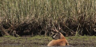 La UNNE será sede del IV Encuentro Nacional de Restauración Ecológica de Argentina