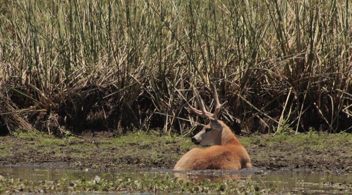 La UNNE será sede del IV Encuentro Nacional de Restauración Ecológica de Argentina en noviembre