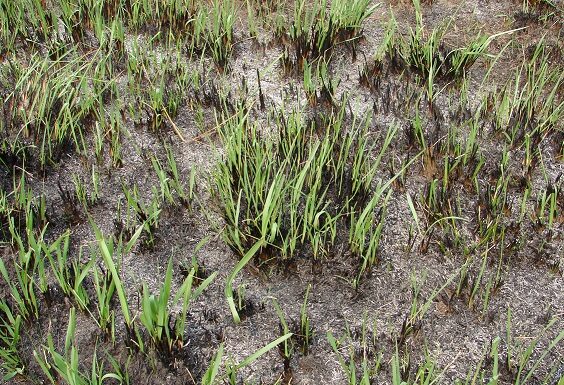 Ciencia y Tecnología Investigador de la UNNE anticipó en marzo la recuperación de la vegetación del Iberá