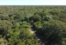 Realizarán jornada conmemorativa del Día Internacional de los Bosques y del Día Mundial del Clima