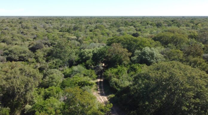 Realizarán jornada conmemorativa del Día Internacional de los Bosques y del Día Mundial del Clima