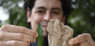 CONVOCATORIA FEDERAL Mediante el estudio de hojas fósiles, buscarán comprender la evolución climático-ambiental del NEA
