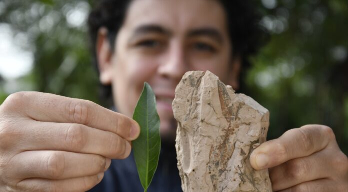 CONVOCATORIA FEDERAL Mediante el estudio de hojas fósiles, buscarán comprender la evolución climático-ambiental del NEA