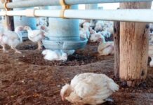 ADRIÁN DI GIÁCOMO, ESPECIALISTA EN AVES AMENAZADAS DEL CONICET Influenza Aviar: «La principal preocupación está en el contacto de aves silvestres con domésticas»