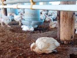 Influenza Aviar: «La principal preocupación está en el contacto de aves silvestres con domésticas»