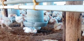 ADRIÁN DI GIÁCOMO, ESPECIALISTA EN AVES AMENAZADAS DEL CONICET Influenza Aviar: «La principal preocupación está en el contacto de aves silvestres con domésticas»