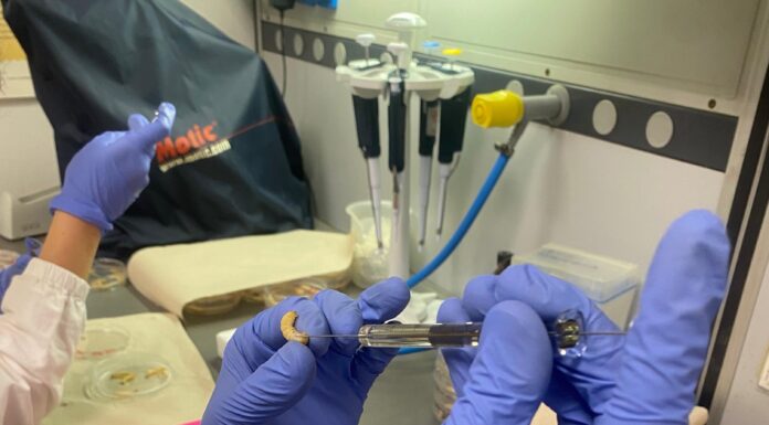 BIOTECNOLOGÍA A partir de extractos vegetales, obtienen compuestos bioactivos con capacidad antimicrobiana contra patógenos de infecciones cutáneas