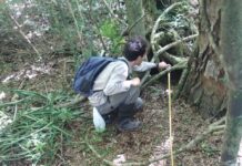 Informan el primer registro de oso hormiguero en Corrientes fuera del área del proceso de reintroducción