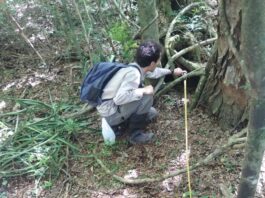 Informan el primer registro de oso hormiguero en Corrientes fuera del área del proceso de reintroducción