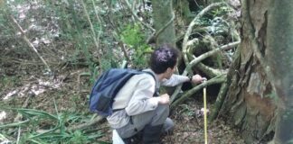 TRAS 40 AÑOS Informan el primer registro de oso hormiguero en Corrientes fuera del área del proceso de reintroducción