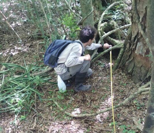 Informan el primer registro de oso hormiguero en Corrientes fuera del área del proceso de reintroducción