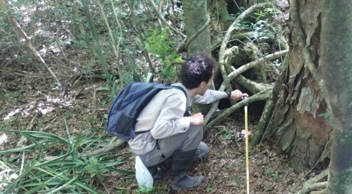 TRAS 40 AÑOS Informan el primer registro de oso hormiguero en Corrientes fuera del área del proceso de reintroducción