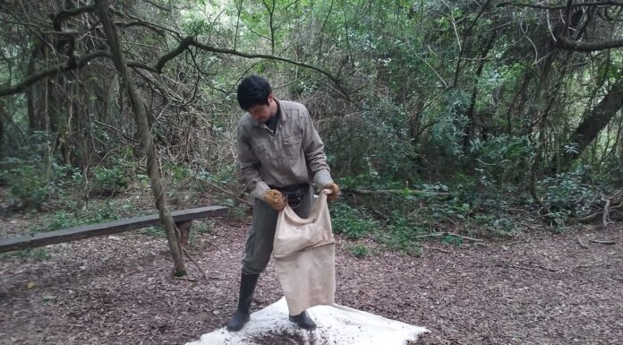 TRABAJO DE INVESTIGACIÓN Actualizan inventario de hormigas del Chaco Húmedo y buscan proponer prioridades de conservación