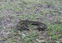 INVESTIGACIONES UNNE-CONICET Serpientes: logran avances en el desarrollo de antivenenos y en estrategias para reducir el daño en animales productores